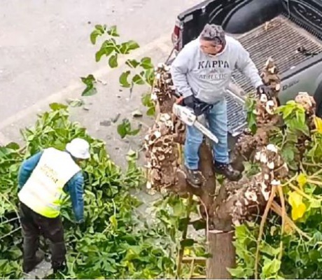 Κλάδεμα κλαδιών δέντρων στο πάρκινγκ της Κάτω Αγοράς (vd)