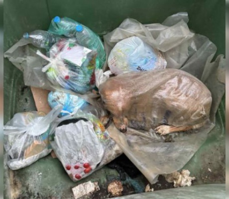 Μεγαλόπολη | Βρήκαν σκύλο ζωντανό μέσα σε τσουβάλι πεταμένο σε κάδο σκουπιδιών (vd)