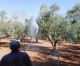 Οι επόμενοι ψεκασμοί δακοκτονίας στην Αρκαδία - Δείτε τις περιοχές! (29.9.2026)