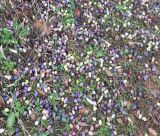 Βόρεια Κυνουρία | Ξεκινούν οι δηλώσεις ζημιάς από την ανεμοθύελλα της 10ης Ιανουαρίου