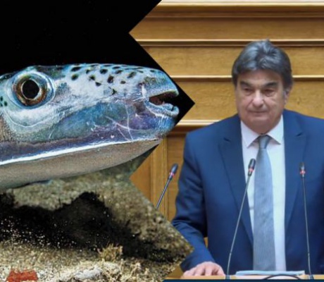 Λαγοκέφαλοι στο Μυρτώο Πέλαγος - Ζημιά για τους αλιείς στην Αρκαδία - Ερώτηση Γιαννακούρα στη Βουλή