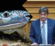 Λαγοκέφαλοι στο Μυρτώο Πέλαγος - Ζημιά για τους αλιείς στην Αρκαδία - Ερώτηση Γιαννακούρα στη Βουλή