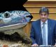 Λαγοκέφαλοι στο Μυρτώο Πέλαγος - Ζημιά για τους αλιείς στην Αρκαδία - Ερώτηση Γιαννακούρα στη Βουλή