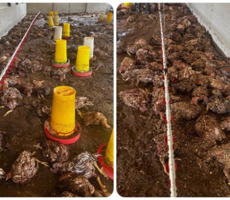 Εκατοντάδες κοτόπουλα πνίγηκαν στο Ξηροκάμπι Λακωνίας