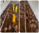 Εκατοντάδες κοτόπουλα πνίγηκαν στο Ξηροκάμπι Λακωνίας