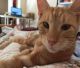 Τρίπολη | Αγνοείται ο γάτος Gigi (Ginger)