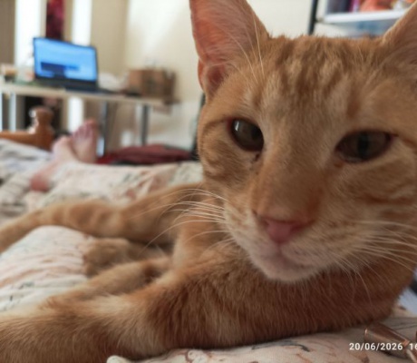 Τρίπολη | Αγνοείται ο γάτος Gigi (Ginger)
