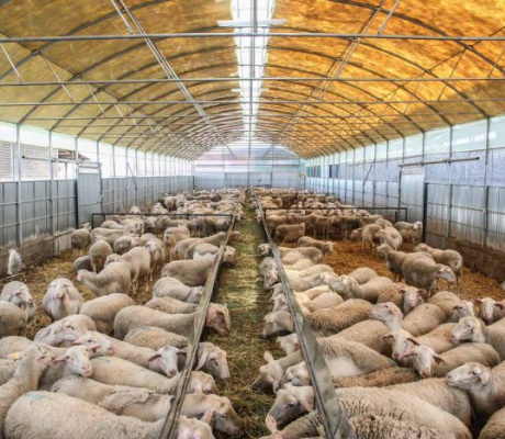 Αρκαδία | Διευκρινίσεις για τη λειτουργία της ηλεκτρονικής πλατφόρμας "OpenBusiness" και την απογραφή υφιστάμενων κτηνοτροφικών εγκαταστάσεων