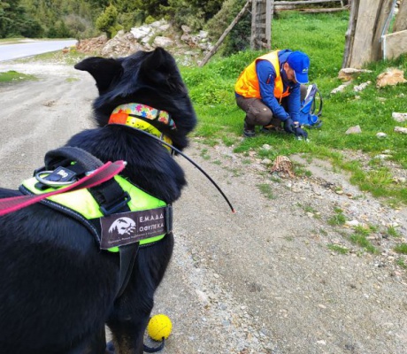 Ενενήντα πέντε δηλητηριασμένα δολώματα και νεκρός σκύλος εντοπίστηκαν στον Πάρνωνα