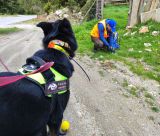 Ενενήντα πέντε δηλητηριασμένα δολώματα και νεκρός σκύλος εντοπίστηκαν στον Πάρνωνα