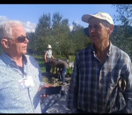 Μάζεμα ελιάς στα Κακουραίικα Αρκαδίας- Τι λενε οι ελαιοπαραγωγοί! (vd)