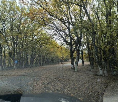 Το Δημοτικό Συμβούλιο Τρίπολης ενέκρινε τη δημιουργία εθελοντικού πυροσβεστικού κλιμακίου στις Κολλίνες