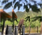 Αυγουστιάτικες εκδηλώσεις στην Ελάτη Γορτυνίας