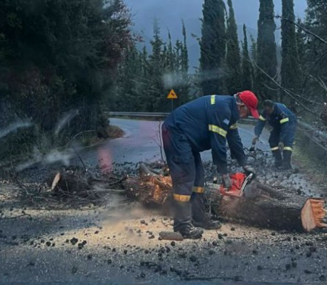 Κυπαρίσσια έπεσαν έξω από το Λευκοχώρι