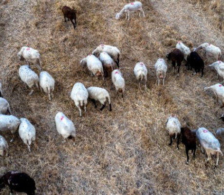 Ευλογιά αιγοπροβάτων | Εκατοντάδες θανατώσεις στη γειτονική Ηλεία