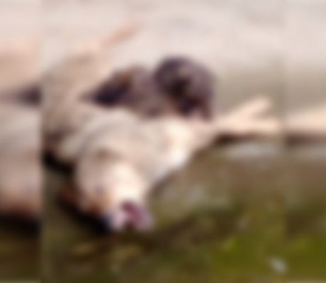 Δήμος Τρίπολης: "Γιατί η φιλοζωική που δημοσίευσε το βίντεο δεν ενημέρωσε τις αρμόδιες αρχές; Ψευδείς ισχυρισμοί ότι το ζώο βρέθηκε κοντά στο Καταφύγιο"