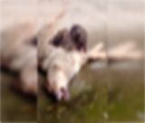 Δήμος Τρίπολης: "Γιατί η φιλοζωική που δημοσίευσε το βίντεο δεν ενημέρωσε τις αρμόδιες αρχές; Ψευδείς ισχυρισμοί ότι το ζώο βρέθηκε κοντά στο Καταφύγιο"