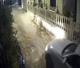 Κέρκυρα | Στον εισαγγελέα ο οδηγός που πάτησε και σκότωσε σκύλο που κοιμόταν (vd)