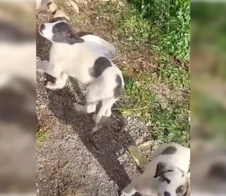 Φιλοζωικός Σύλλογος Τρίπολης | Καταγγελία για εγκαταλειμμένα κουταβάκια στην περιοχή της Νεστάνης (vd)