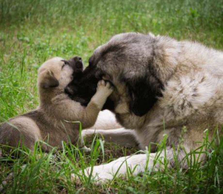 Δήμος Τρίπολης | «Διαδικασία και προϋποθέσεις για την αναπαραγωγή δεσποζόμενων ζώων συντροφιάς»