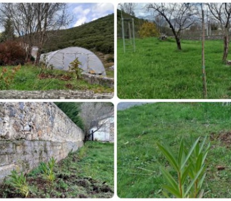 Ειδικό Σχολείο Μαντινείας | Δένδρα και φυτά στον περιβάλλοντα χώρο του σχολείου - Ευχαριστίες σε Τρουπή