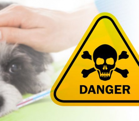 Μήνυση κατ' αγνώστων από τον Δήμο Τρίπολης για τη δηλητηρίαση αδέσποτων ζώων στη Δόριζα (vd)