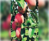 Ο Δήμος Τρίπολης ζητά άμεσα από τον ΕΛΓΑ ενέργειες για την καταγραφή ζημιάς λόγω παγετού στα μήλα Π.Ο.Π. Ντελίσιους Πιλάφα