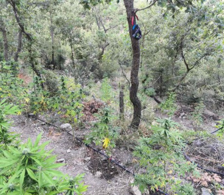 Φυτεία κάνναβης εντοπίστηκε σε δασική περιοχή ανάμεσα σε Καλαμάτα και Μεγαλόπολη (εικόνες - βίντεο)