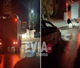 Άγρια κτηνωδία στη Χαλκίδα | Πέταξαν σκύλο σε κάδο σκουπιδιών και τον έκαψαν