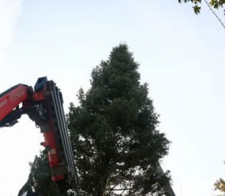 Στις 27 Νοεμβρίου θα φωταγωγηθεί το Χριστουγεννιάτικο Δένδρο στην Πλατεία Συντάγματος - Έφτασε από το Χρυσοβίτσι!