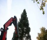 Στις 27 Νοεμβρίου θα φωταγωγηθεί το Χριστουγεννιάτικο Δένδρο στην Πλατεία Συντάγματος - Έφτασε από το Χρυσοβίτσι!