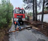 Ισχυροί άνεμοι έριξαν δέντρο τη νύχτα στην Τρίπολη (εικόνες)