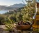 Λακωνικό ελαιόλαδο | Χρονιά με γεμάτες δεξαμενές και άδεια ταμεία