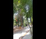 Επικίνδυνα καλώδια ΔΕΗ ανάμεσα σε φυλλωσιές στη Βυτίνα