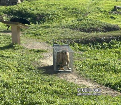 Άργος | Επίθεση αδέσποτων σκύλων σε 17χρονο κορίτσι - Σε σοβαρή κατάσταση χειρουργείται στο νοσοκομείο