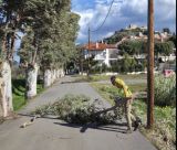 Βόρεια Κυνουρία | Έπεσαν δένδρα και κλαδιά από τους ισχυρούς ανέμους (εικόνες)