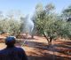 ΚΚΕ Πελοποννήσου | Ερώτηση στη Βουλή για την καθυστέρηση του προγράμματος δακοκτονίας