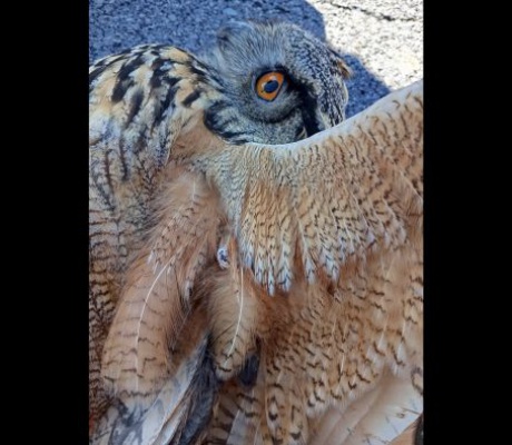 Τραυματισμένος μπούφος στη λίμνη Τάκα, μεταφέρθηκε στο "ΑΝΙΜΑ" (εικόνες)