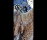 Τραυματισμένος μπούφος στη λίμνη Τάκα, μεταφέρθηκε στο "ΑΝΙΜΑ" (εικόνες)