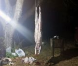 Παράνομο κυνήγι αγριογούρουνου στα Τρόπαια Γορτυνίας - Πρόστιμα 500 € σε δύο παραβάτες