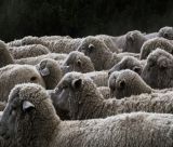 Τρίτο επιβεβαιωμένο κρούσμα ευλογιάς προβάτων στην Αρκαδία – Στη Χώρα Γορτυνίας η νέα εστία
