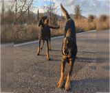 Για "ανησυχητικά περιστατικά μαζικής εγκατάλειψης ζώων" κάνει λόγο ο Δήμος Τρίπολης