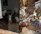 Αγρίνιο | Συλλέκτες ζώων βασάνιζαν μέχρι θανάτου γάτες και σκύλους σε σπίτι-«κολαστήριο»