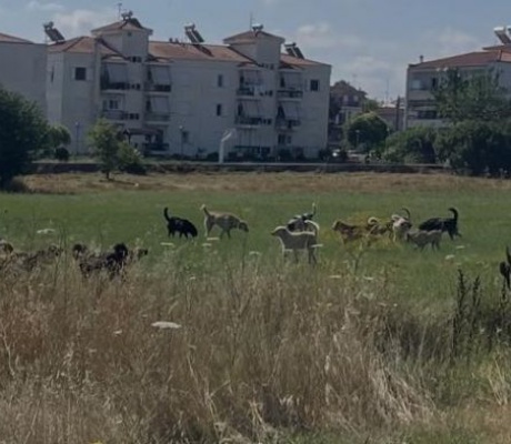 Φιλοζωικό Σωματείο "Τα Αδεσποτάκια της Τρίπολης": "Καταδικάζουμε απερίφραστα τη μαζική εγκατάλειψη σκυλιών στο κέντρο της Τρίπολης και στα χωριά"