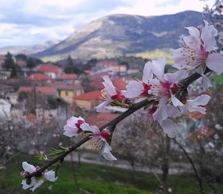 Άνθιση κόντρα στον χειμώνα στον Μαντινειακό κάμπο