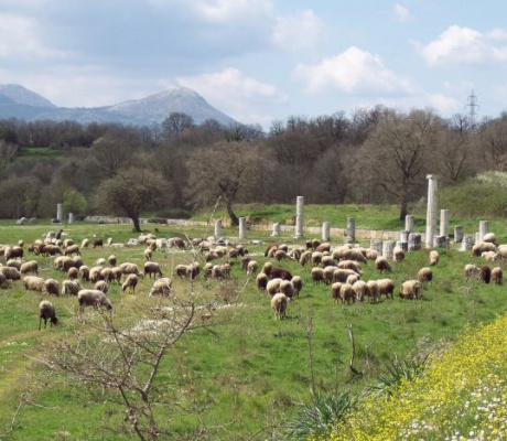 Άνθρωποι, πρόβατα κι ένα Υπουργείο που… βόσκει πάνω στα αρχαία της Αρκαδίας