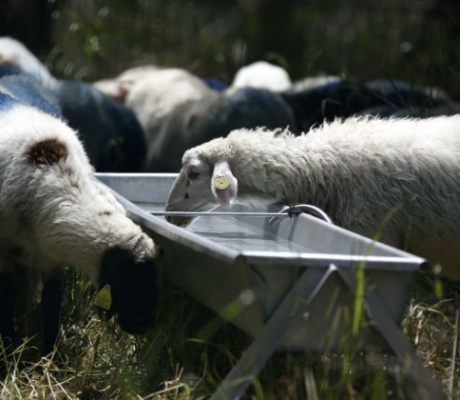 Νέες εστίες ευλογιάς αιγοπροβάτων στην Ηλεία