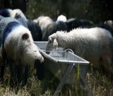 Νέες εστίες ευλογιάς στην Ηλεία