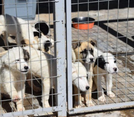 Τζιούμης: "Το καταφύγιο αδέσποτων ζώων στην Τρίπολη είναι από τα καλύτερα στην Ελλάδα - Έχουμε κάνει ρεκόρ στειρώσεων την τελευταία διετία"