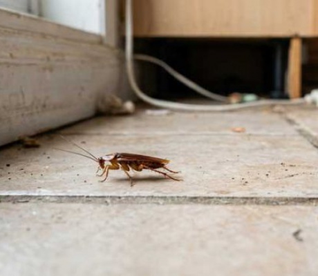 Καταπολέμηση κατσαρίδων | Γιατί οι κατσαρίδες είναι επικίνδυνες για την υγεία σας